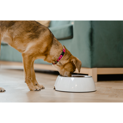 5 main reasons why you need dog food topper