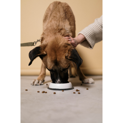 How to Choose the Right Dog Food Topper Based on Your Pet’s Needs